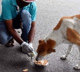 Bengaluru BBMP’s chicken biryani scheme for stray dogs stirs controversy