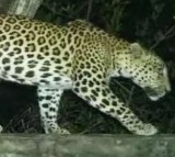 Leopard Creates Panic at Alipiri Zoo Park Road in Tirumala
