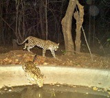 Telangana keeps Tiger Conservation Reserve order in abeyance after protests by tribals