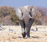 Gondwana Game Reserve CEO killed in elephant attack