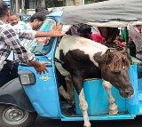 Horses Fight In Madhya Pradesh One Leaps Into Rickshaw And Gets Stuck