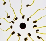 YCT 529 Male Contraceptive Pill Successful in Human Trial