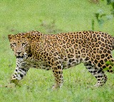Leopard sighted in Hyderabad’s Ibrahim Bagh military area