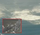 Whales Washed Ashore in Japan Due to Tsunami