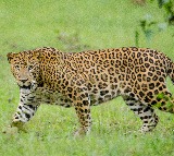 Elusive leopard finally trapped on Hyderabad outskirts