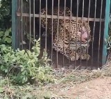 Hyderabad Leopard Finally Caught After 12 Days