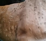 Lumpy Skin Disease reported in 10 states, over 28 cr animals vaccinated: Centre