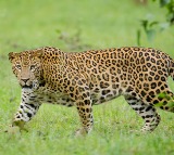 Kerala man fights off leopard to save 4 year old son