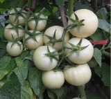 White Tomato Benefits for Skin Lightening and Anti Aging