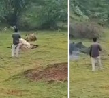 Gujarat Man Walks Dangerously Close To Lion For Video This Happens Next