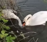 Swan Tries To Revive Lifeless Partner In Viral Video Internet Moved By Heartbreaking Moment