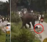 Tourists miraculous escape after elephant chases treads on him in Kerala Viral Video