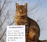 Bihar Cat Kumar Residence Certificate Application Filed