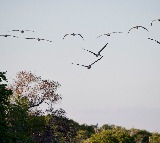 Heat extremes drive major declines in tropical birds: study
