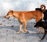 Supreme Court Order on Delhi Street Dogs Is it Possible