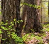 TN plans to introduce AI cameras to reduce human-wildlife conflict in Valparai forest