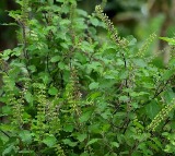 Tulsi Benefits Reduce Stress Levels by 36 Percent Study Reveals