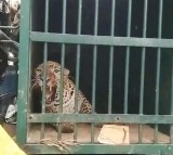 Leopard Finally Captured at SV University Campus