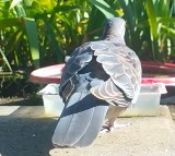 Nizamabad Pigeon Suspicious Pigeon Creates Stir in Bodan