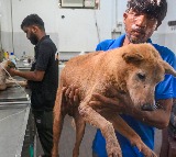 SC modifies earlier directions on stray dogs; orders their release post sterilisation, immunisation
