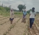 Distressing Farmer in Kadapa uses children as oxen due to poverty