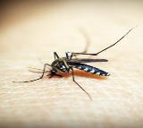 WHO-recommended spatial repellants effective for tackling malaria: Study