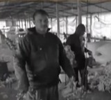 Medak Floods 10000 Chickens Dead in Poultry Farm