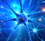 Overworked brain cells may burn out in Parkinson's disease: Study