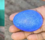 Desi Hen In Karnataka Lays A Blue Egg Wins A Fan Following Of Its Own
