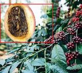 Araku Coffee Faces New Threat Coffee Berry Borer Worries Tribal Farmers