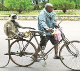 Nagarjuna University Employee Uses Langur to Control Monkeys