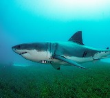 Man killed in shark attack at Sydney beach