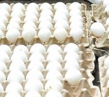 AP top in egg production says Director Damodar Naidu