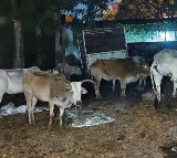 Cattle Smuggling Allegations Lead to Cows at Gharwa Police Station