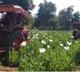 Centre paves way for more farmers to benefit from opium poppy cultivation