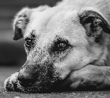 Uttar Pradesh Government New Rules for Stray Dog Attacks