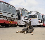 Animal activists urge police protection for feeders as tensions rise over stray dogs