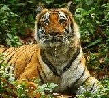 Nallamala Forest Tiger Population Reaches 87