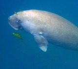 Stalin welcomes global recognition for India’s first Dugong sanctuary