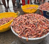 India moves closer to global certification for 10 fish species