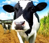 India continues to hold top position in global milk production