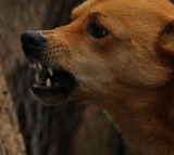 India accounts for one third of global rabies deaths