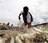 GST 2.0 comes as booster shot for Andhra’s fisheries, pharma, auto & dairy sectors