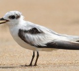 Rare coastal birds return to Chennai after four decades