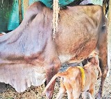 Krishna District Farmer Jonnalagadda Hanuma Kumar Achieves IVF Calf Success