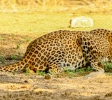 Leopard kills pet dogs, evades capture in TN's Nilgiris