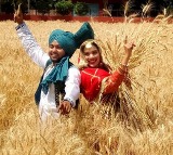 Hike in MSP assures farmers of Rs 84,263 crore for sale of rabi crops in 2026-27