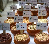 Centre aims to scale up domestic pulses production to 350 lakh tonnes by 2030-31