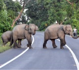 Woman, granddaughter trampled to death by wild elephants in TN's Valparai