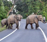 Woman and granddaughter trampled to death by wild elephants in Tamil Nadu Valparai